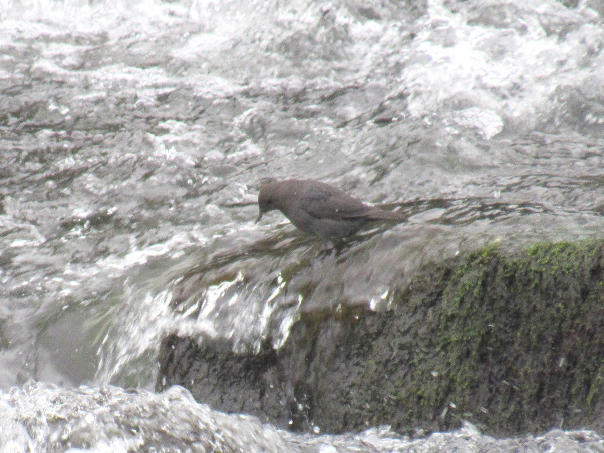 American Dipper - ML409112261