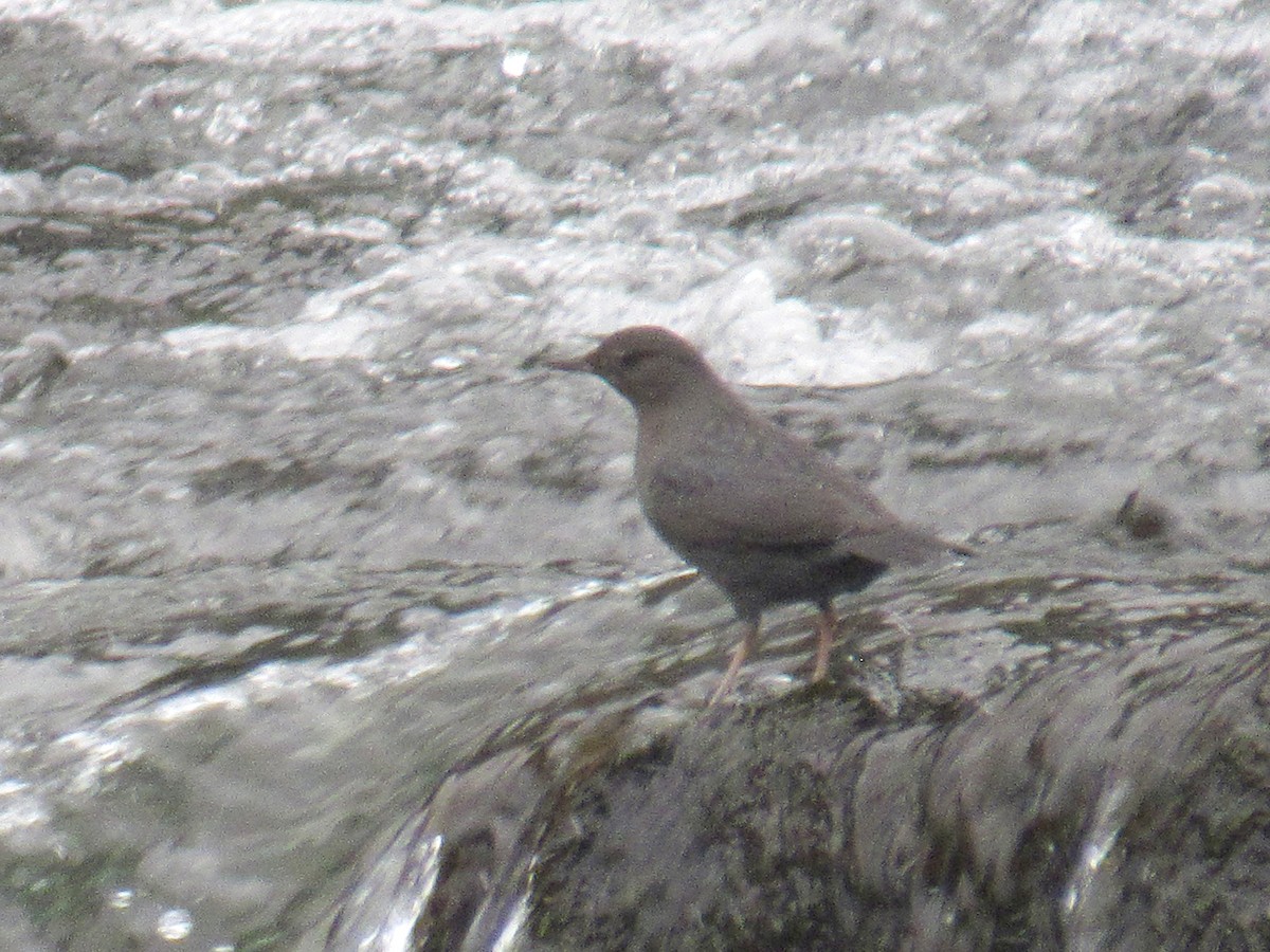 American Dipper - ML409112331