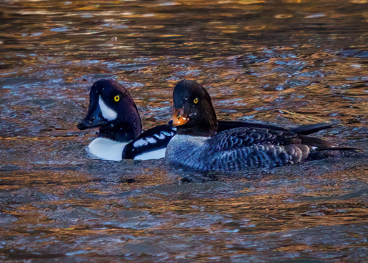 Barrow's Goldeneye - ML409112611