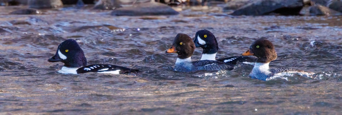 Barrow's Goldeneye - Kurt Hillman