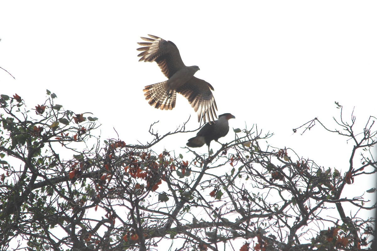 Crested Caracara - ML409113561