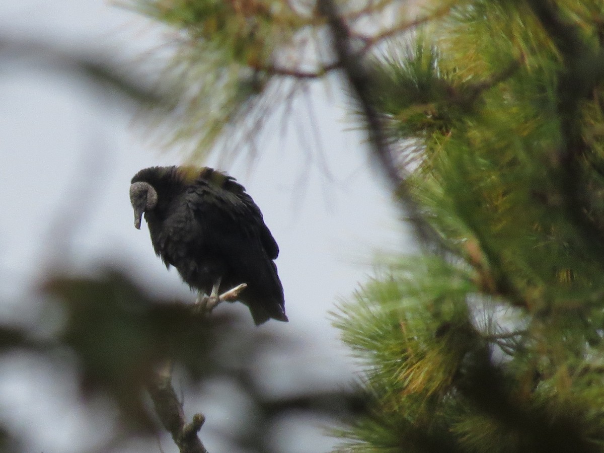 Black Vulture - Alex Loya