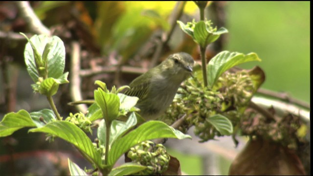 Mistletoe Tyrannulet - ML409115