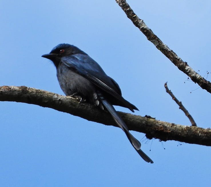 White-bellied Drongo - ML409115191