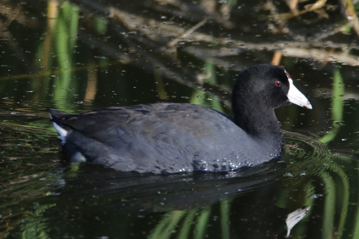 amerikasothøne (Red-shielded) - ML40911541