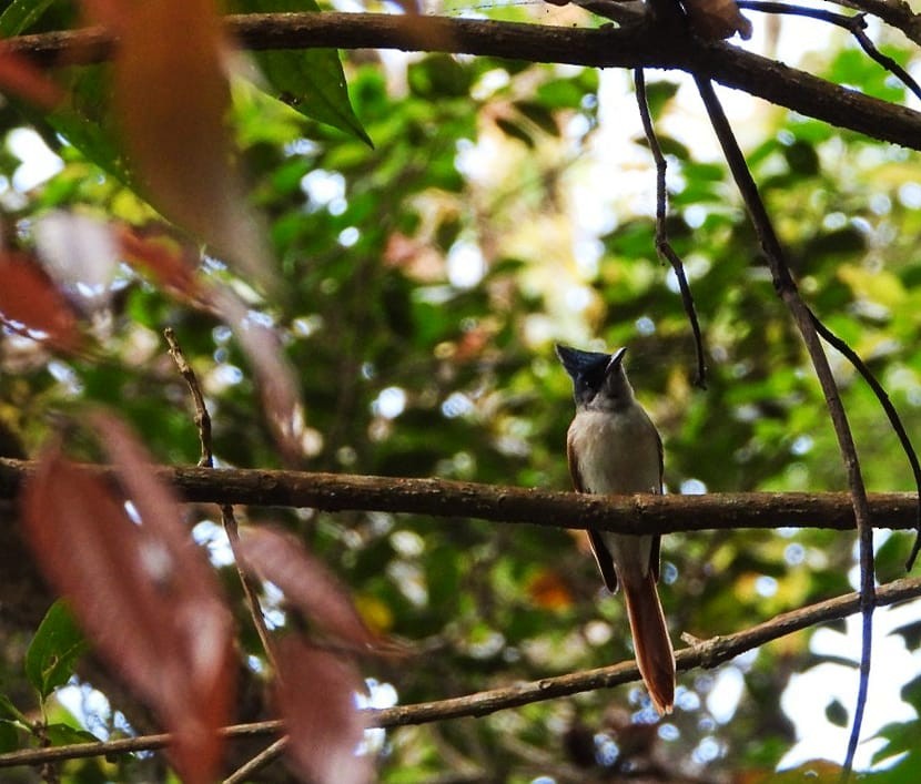 Indian Paradise-Flycatcher - ML409115441
