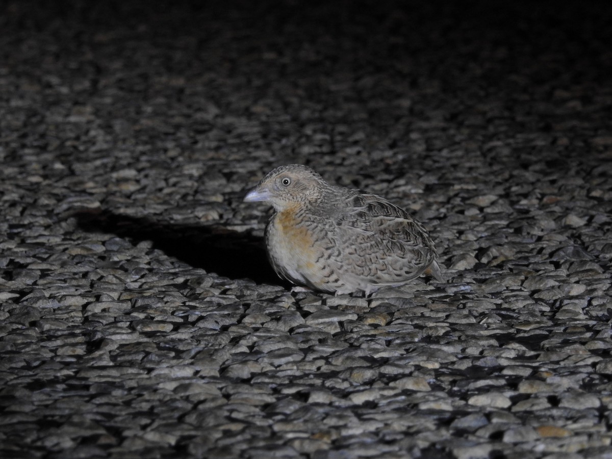 Red-chested Buttonquail - ML409115681