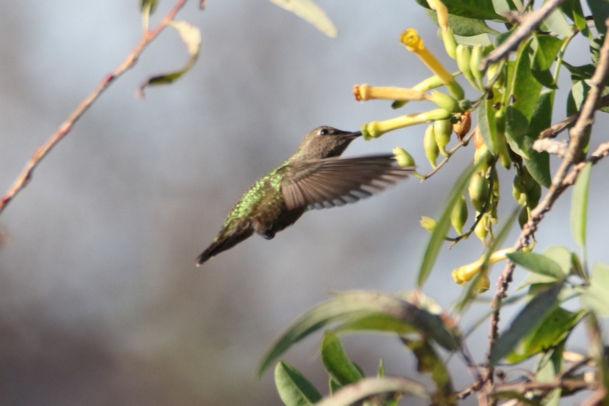 rødmaskekolibri - ML40911571