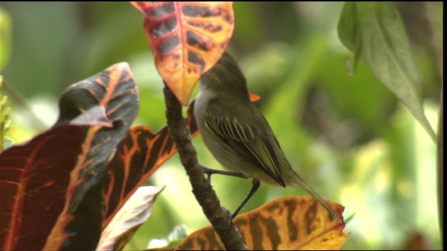 Mistletoe Tyrannulet - ML409116