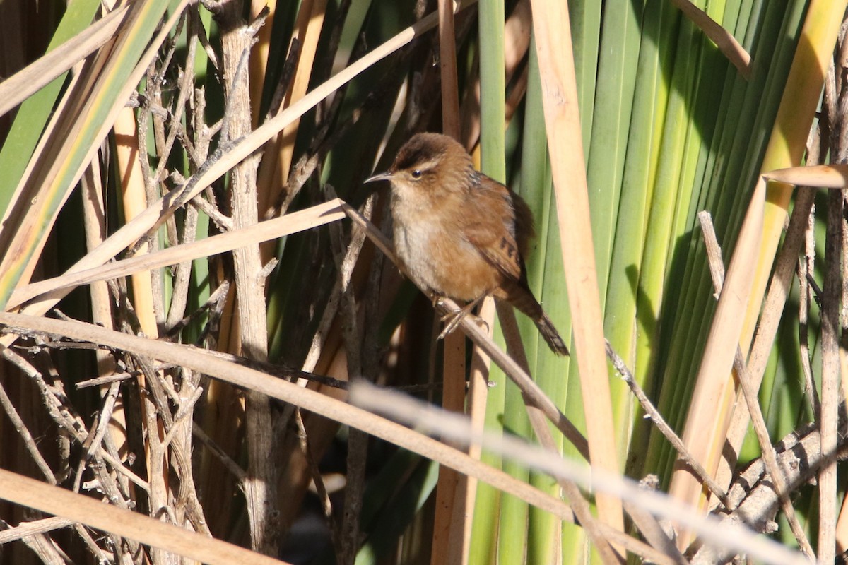 Marsh Wren - ML40911631