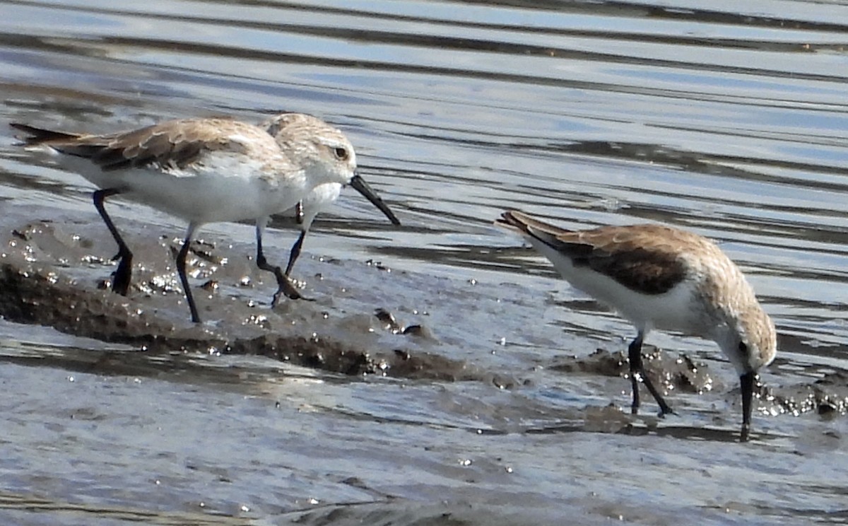 Western Sandpiper - Danilo Moreno