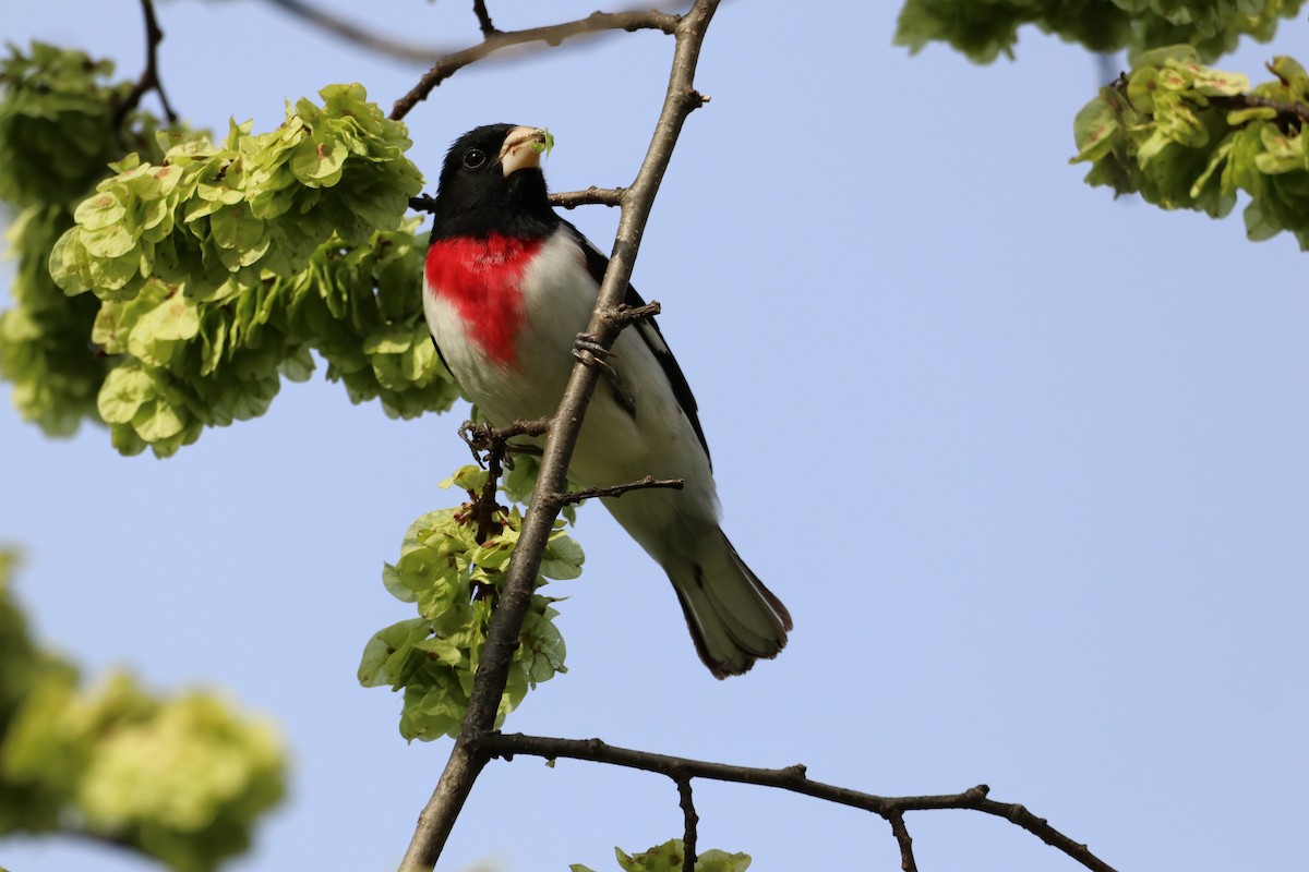 Rose-breasted Grosbeak - ML409116791