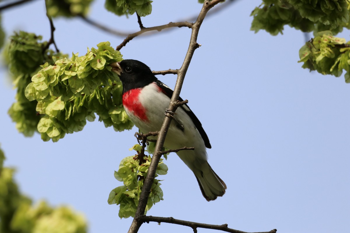 Rose-breasted Grosbeak - ML409116831