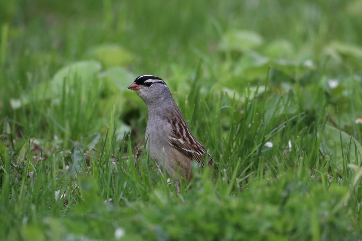 White-crowned Sparrow - ML409116851