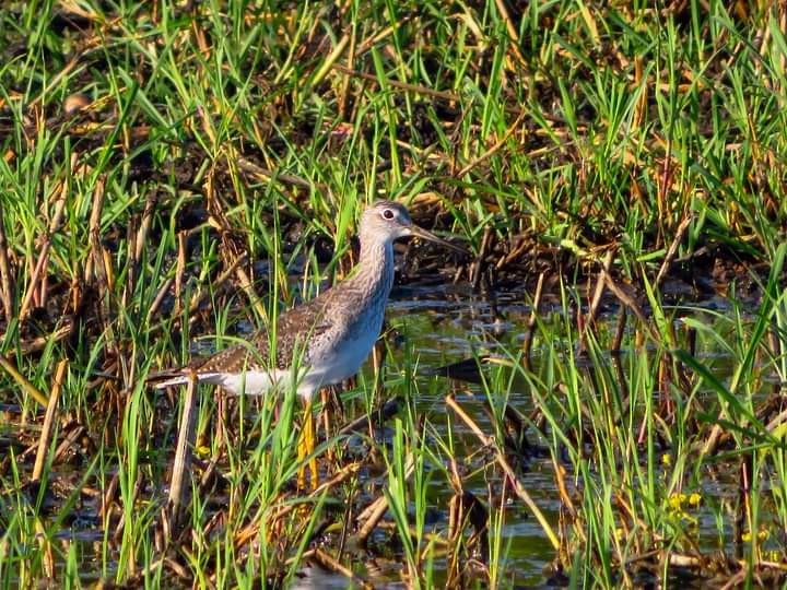 Greater Yellowlegs - ML409117031