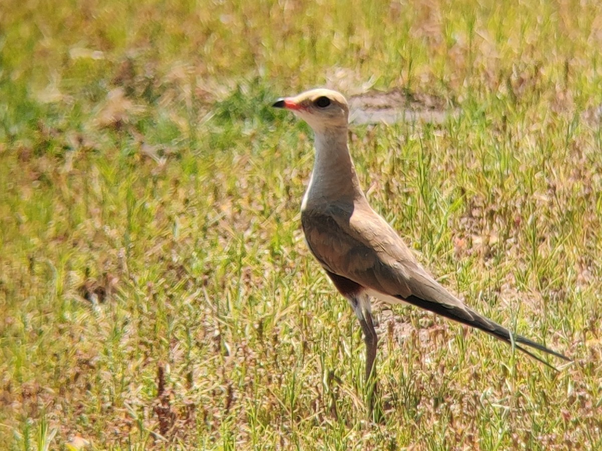 Australian Pratincole - ML409117301