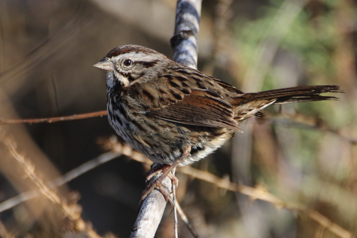 Song Sparrow (heermanni Group) - ML40911791