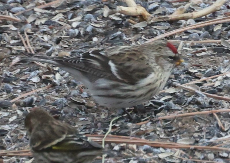 Common Redpoll - ML409118521