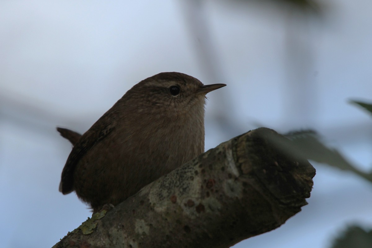 Eurasian Wren - ML40911881