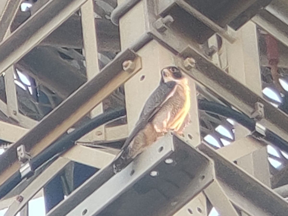 Peregrine Falcon - ML409119111