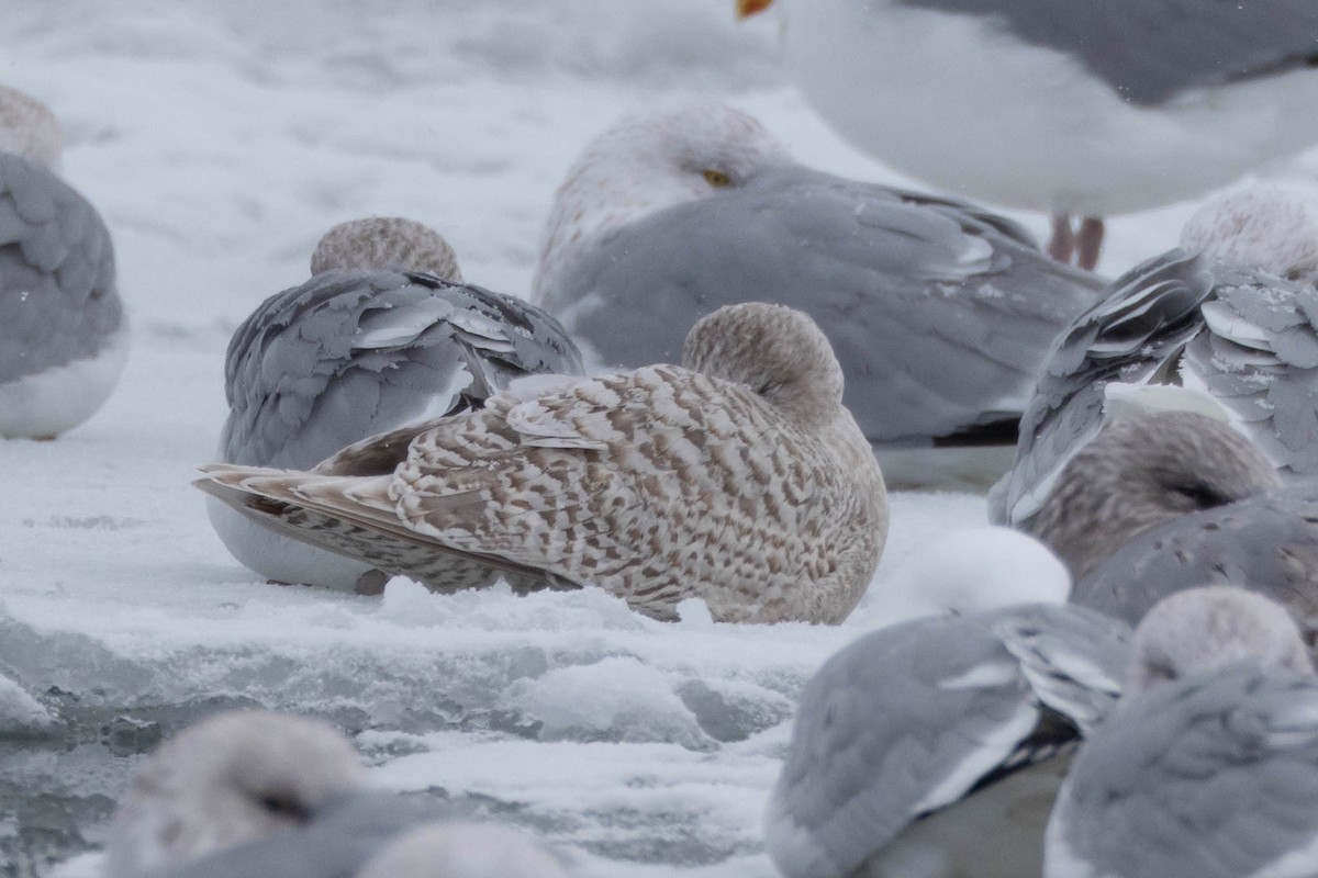 Iceland Gull - County Lister Brendan