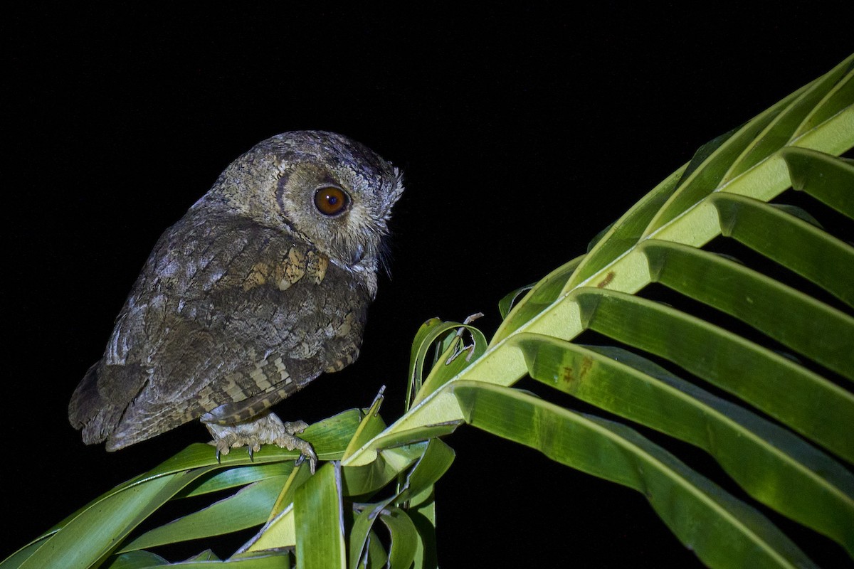 Indian Scops-Owl - ML409119901