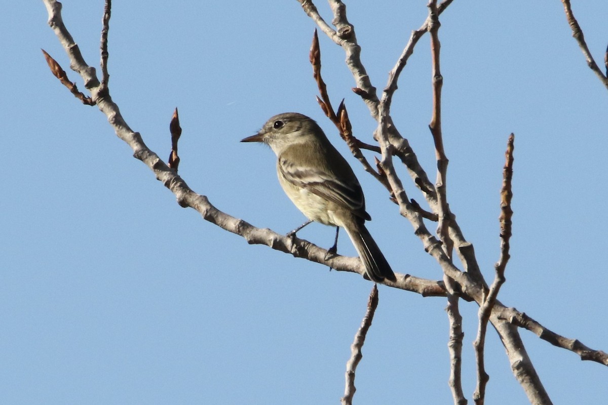 Gray Flycatcher - ML40911991