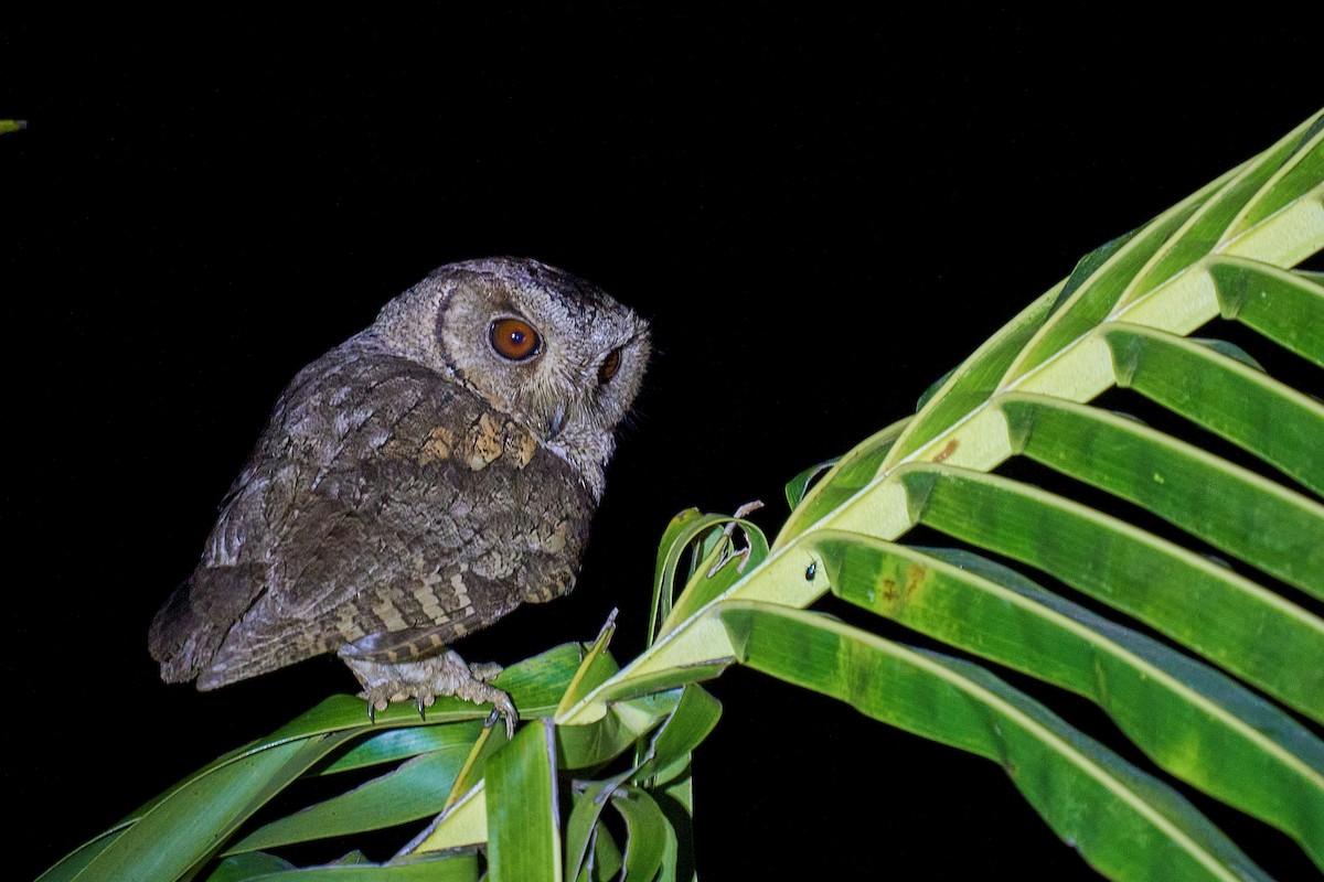 Indian Scops-Owl - ML409119931