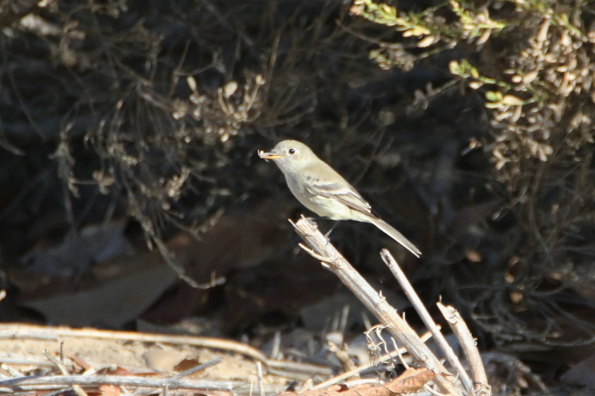 Trockenbusch-Schnäppertyrann - ML40912021