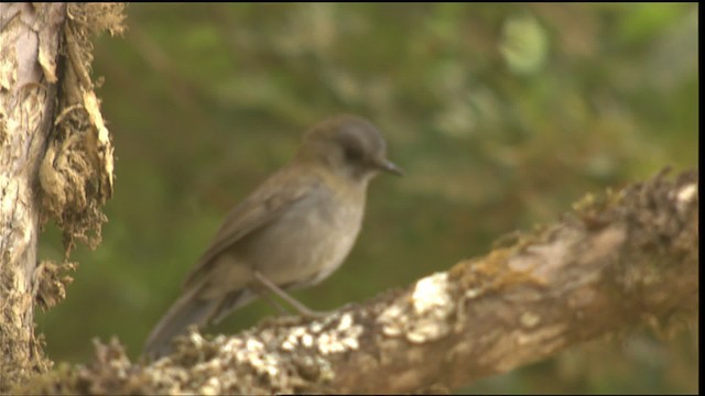 Black-billed Nightingale-Thrush - ML409122