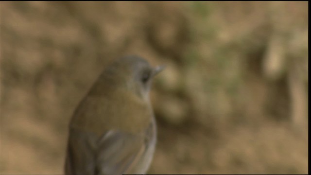 Black-billed Nightingale-Thrush - ML409123