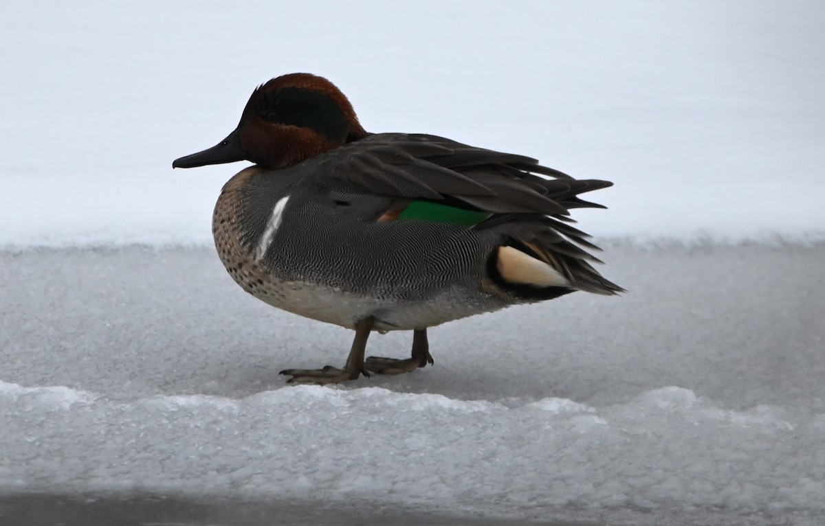 Green-winged Teal - ML409123491