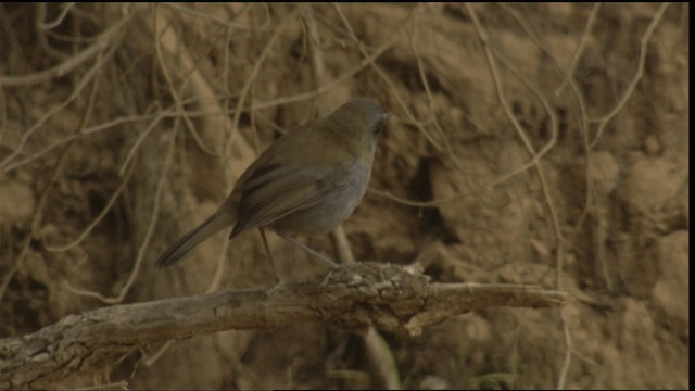 Black-billed Nightingale-Thrush - ML409124