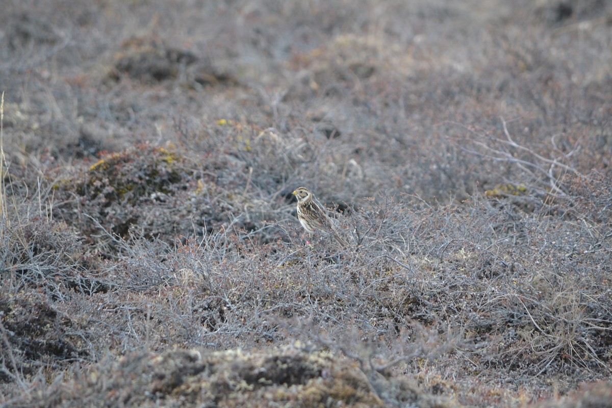 Lapland Longspur - ML409124081