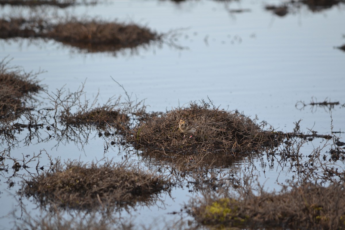 Lapland Longspur - ML409124221