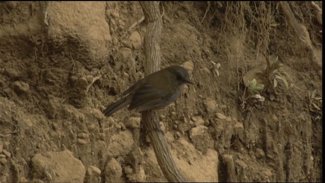 Black-billed Nightingale-Thrush - ML409125