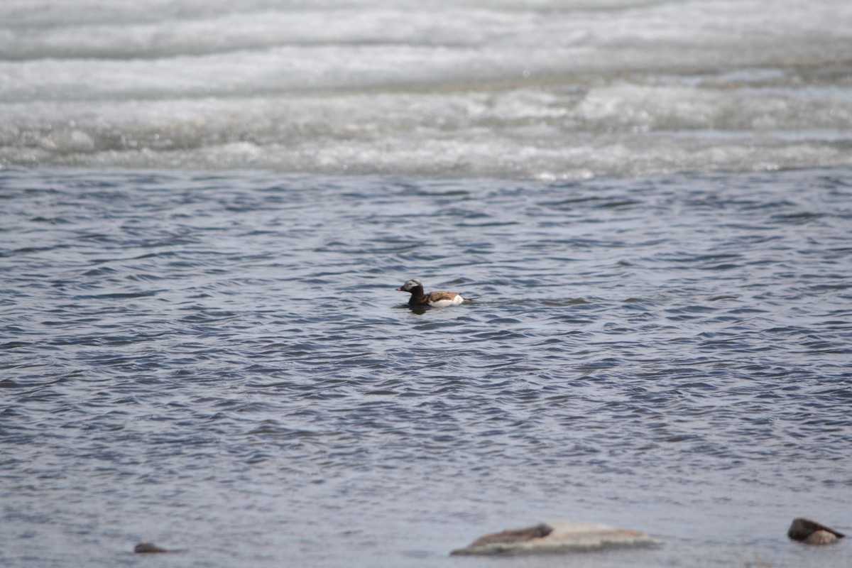 Long-tailed Duck - ML409125041