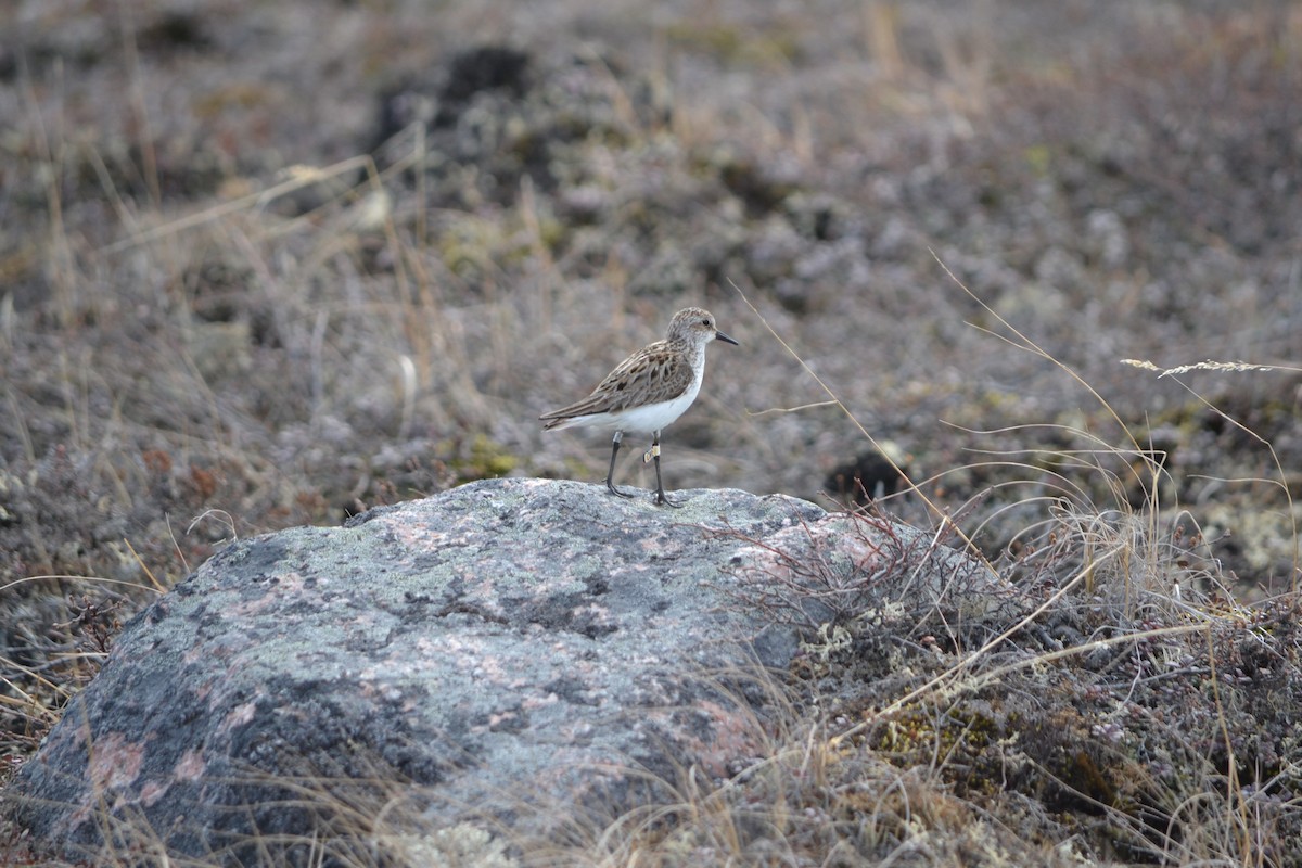 Semipalmated Sandpiper - ML409125211