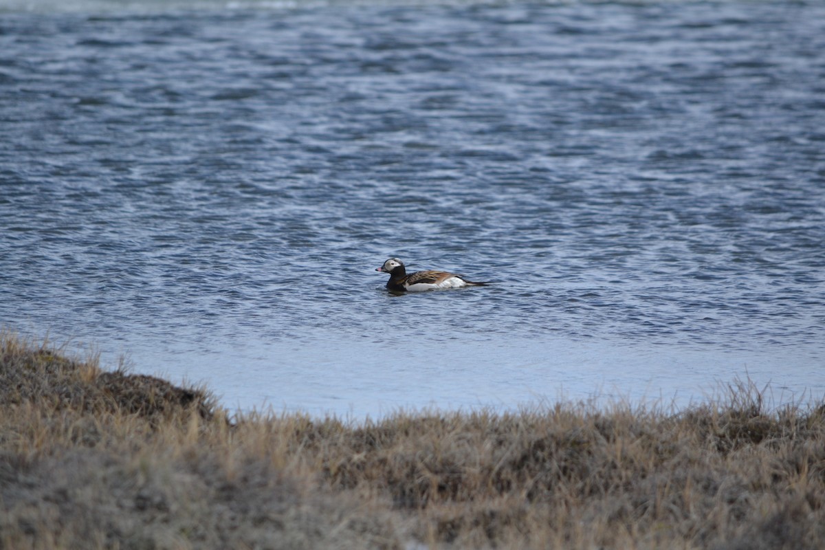 Long-tailed Duck - ML409125541