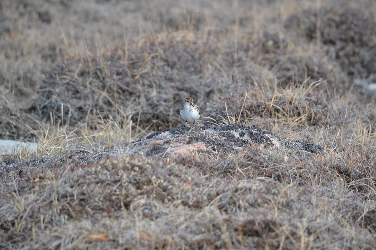 Semipalmated Sandpiper - ML409125721