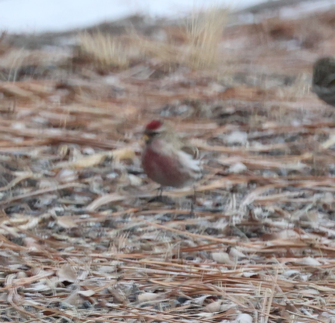 Common Redpoll - ML409125821