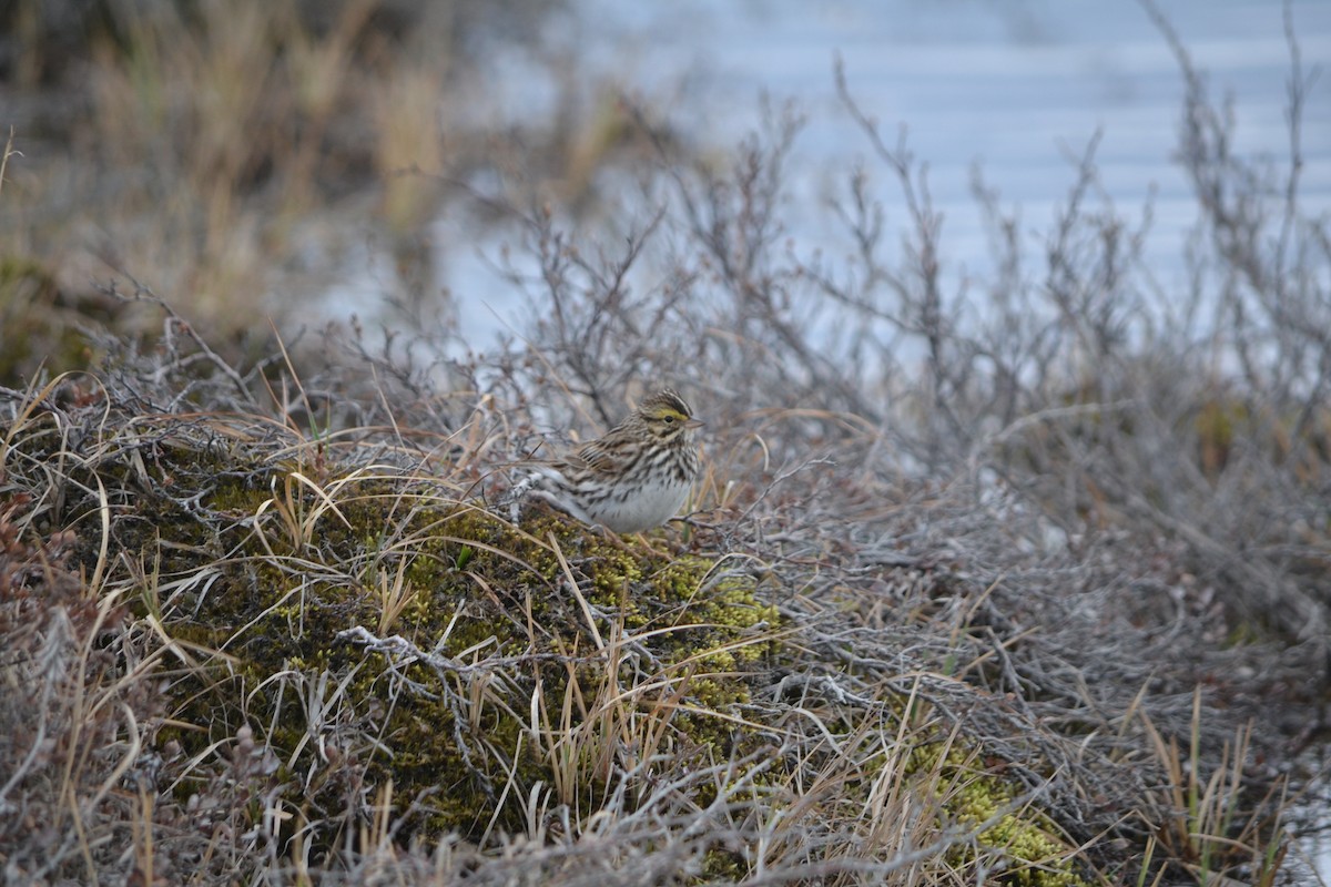 Savannah Sparrow - ML409126161