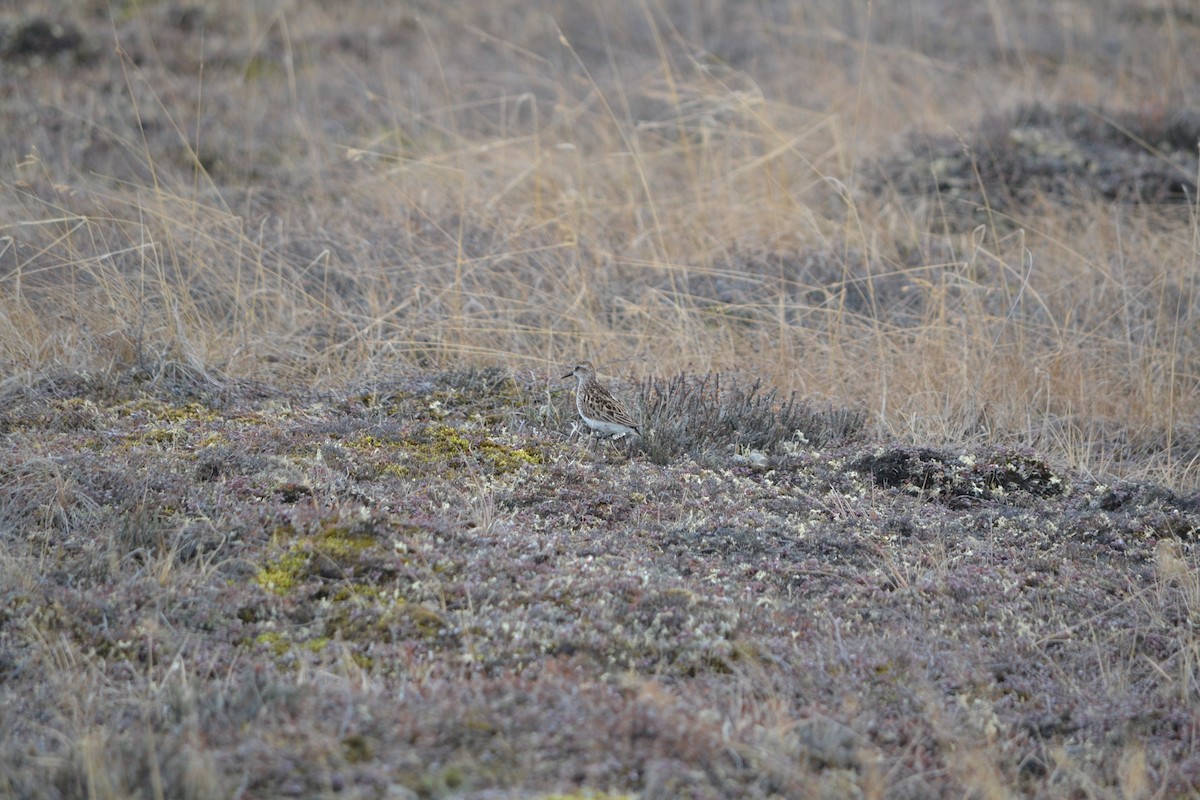 Semipalmated Sandpiper - ML409126281