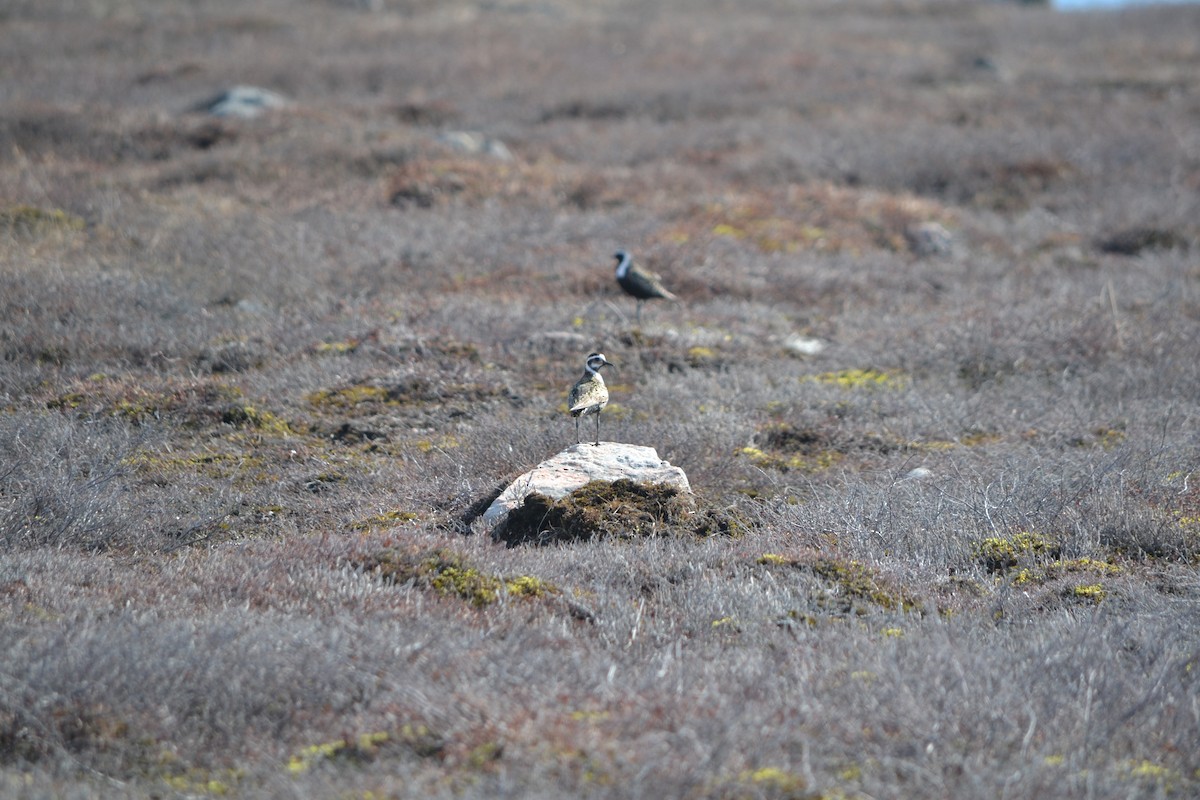 American Golden-Plover - ML409126531