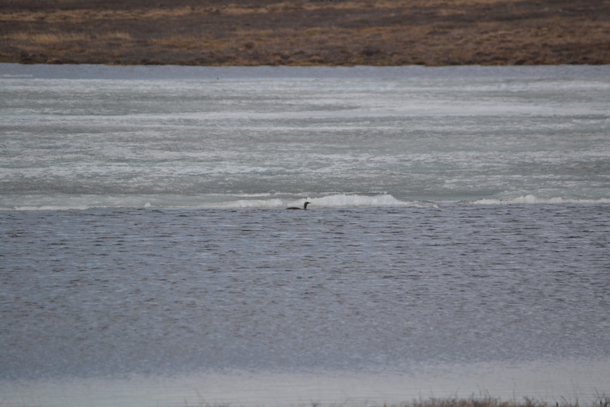 Red-throated Loon - ML409126611