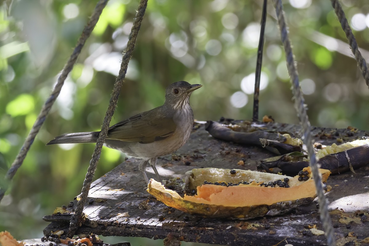 Pale-breasted Thrush - ML409127211
