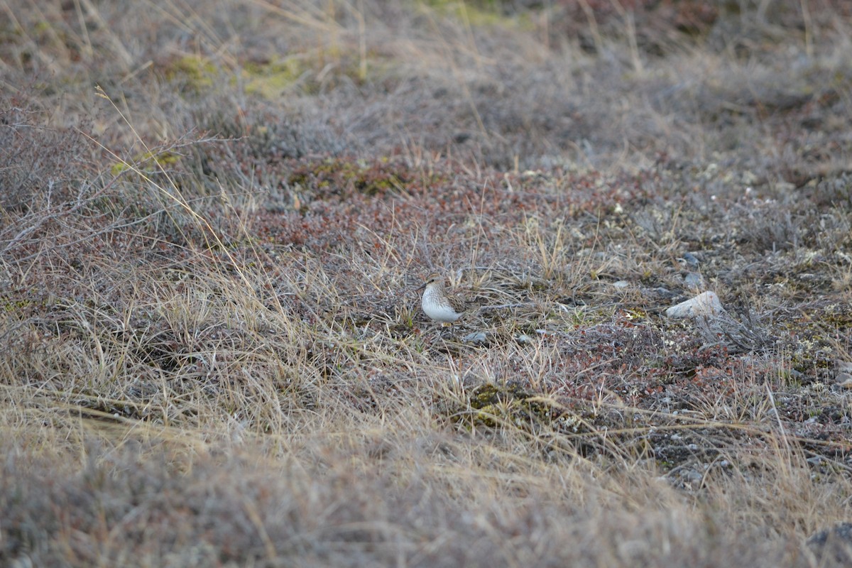 Semipalmated Sandpiper - ML409127481