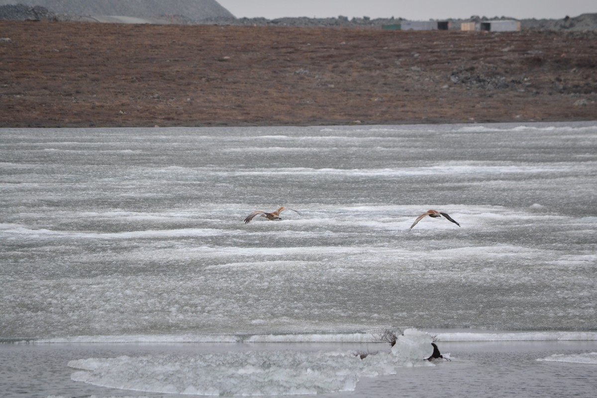 Sandhill Crane - ML409127661