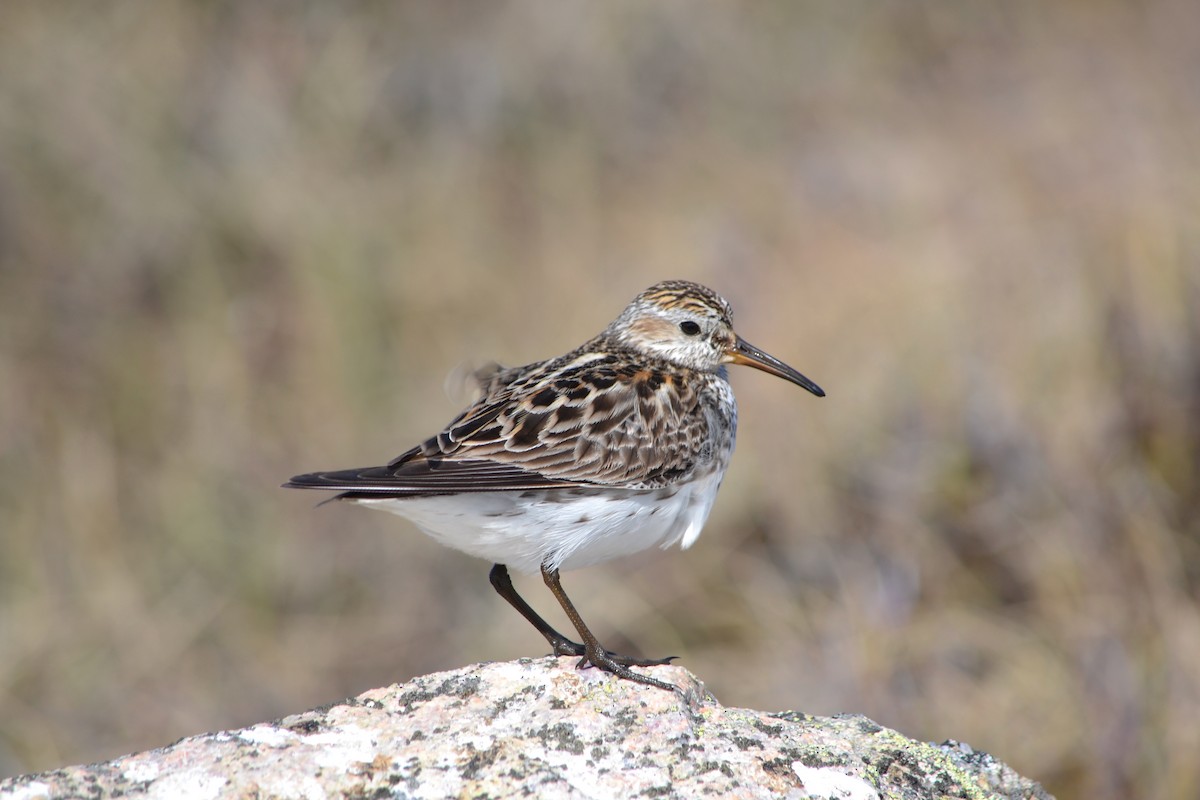 White-rumped Sandpiper - Sarah Bonnett