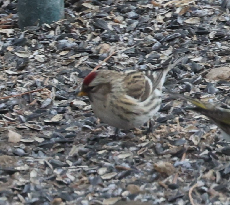 Common Redpoll - ML409128321